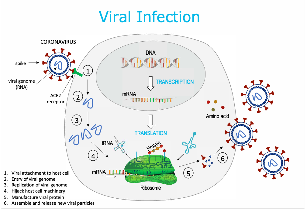 COVID19 Associations Familiales Catholiques